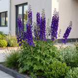 Green boutiQ - Vasteplant - Delphinium (P) Black Knight - Ridderspoor - Bijen en Vlinderlokkers - Paars - 12 Planten - Pot 11cm - Hoogte 15-25cm