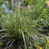 Green boutiQ - Siergrassen - Carex morrowii Ice Dance- Wit & Groen - 2 Planten - Bladhoudend - Weinig Onderhoud - Pot 17cm Hoogte 50cm