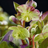 Green boutiQ - Tuinplant - Lenten Rose - Helleborus lividus Purple Marble - Paarse Bloem -1 Plant - Groenblijvend - Pot 14cm Hoogte 35cm