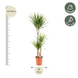 Dracaena Marginata - Ø21cm - ↕110cm