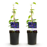 Green boutiQ - Klimplant - Clematis Jackmanii - Bloem Blauw - Weinig onderhoud -2 planten -Pot 11cm Hoogte 40cm