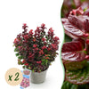 Green boutiQ - Tuinplant - Leucothoe Curly Red - Rood - 2 Planten -Groenblijvend - Weinig Onderhoud - Pot 17cm Hoogte 40cm