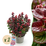 Green boutiQ - Tuinplant - Leucothoe Curly Red - Rood - 2 Planten -Groenblijvend - Weinig Onderhoud - Pot 17cm Hoogte 40cm