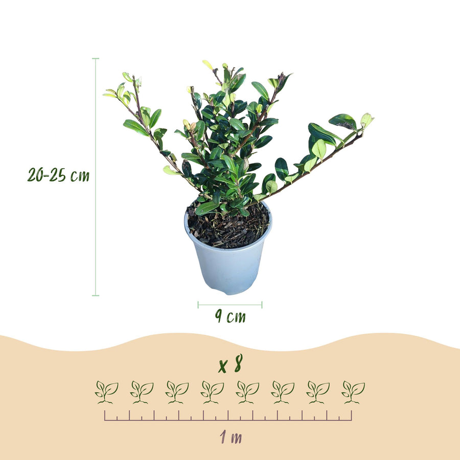 Ilex crenata Caroline Upright — Hulsthaag, 8 planten (1 strekkende meter), 25-30 cm