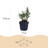 Green boutiQ - Vasteplant - Aster (D) Mittelmeer - Zeeaster - Bijen en Vlinderlokkers - Paars - 1 Plant - Pot 11cm - Hoogte 15-25cm