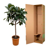 Ficus Elastica Robusta op stam - 190 cm -ø35-40cm