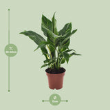 Spathiphyllum Diamond - Ø12cm - ↕40cm