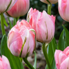 24x Tulipa Double Pink - Dubbele roze tulp - Roze - Voorjaarsbloeier - Bolmaat 11/12