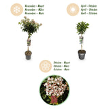 Green boutiQ - Plant op Stam - Viburnum tinus - Terras Plant - Bladhoudend - Winterhard - Wit-Roze Bloem - Pot 19cm Hoogte 90cm