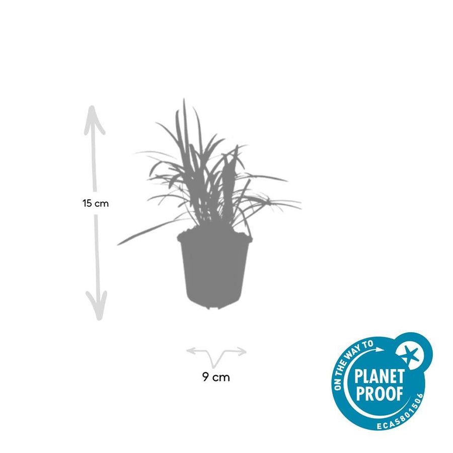 Liriope muscari 'Monroe White' – 60 planten · pot Ø9 cm · 10-25 cm hoog (foto 5)