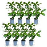 Green boutiQ - 8x Prunus laur. Rotundifolia - Laurierkers - Haagplanten - Groenblijvend - Groen - Pot 9cm - Hoogte 25-35cm