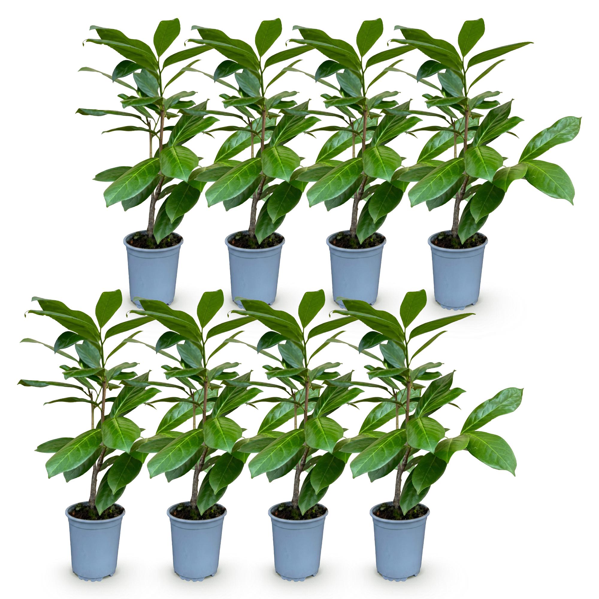 Green boutiQ - 8x Prunus laur. Rotundifolia - Laurierkers - Haagplanten - Groenblijvend - Groen - Pot 9cm - Hoogte 25-35cm