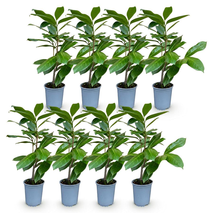 Prunus laur. Rotundifolia — Laurierkershaag, 8 stuks, 25-35 cm