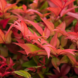 Green boutiQ - Tuinplant - Nandina Gulfstream - Oranje - 1 Plant - Groenblijvend - Weinig Onderhoud - Pot 17cm Hoogte 45cm