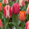80x Tulipa Greigii mix - Greigii-tulp mix - Diversen - Voorjaarsbloeier - Bolmaat 11/14