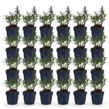 Green boutiQ - Vasteplant - Aster (D) Mittelmeer - Zeeaster - Bijen en Vlinderlokkers - Paars - 24 Planten - Pot 11cm - Hoogte 15-25cm