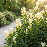 Green boutiQ - 24x Euonymus japonica Paloma Blanca - Kardinaalsmuts - Haagplanten - Groenblijvend - Groen - Wit - Pot 9cm - Hoogte 20-30cm