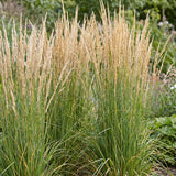 Green boutiQ - Grassen - Calamagrostis Karl Foerster - Struisriet - Met Pluim - Groen - 6 Planten - Pot 11cm - Hoogte 15-25cm