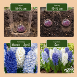 80x Hyacinthus Blue water mix - Blauwe hyacint - Blauw - Voorjaarsbloeier - Bolmaat 14/15