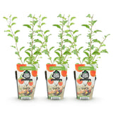 Green boutiQ - Fruitplanten - Goijbes - Lycium Barbarum - Winterhard - 3 Planten - Pot9 cm - Oranje - Rode Vrucht