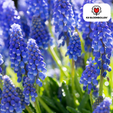 Muscaribollen Bleu Moon — blauwe druifjes, 20 stuks