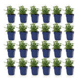 Green boutiQ - Vasteplant - Salvia nem. Sense Deepl Pink - Salie - Bijen en Vlinderlokkers - Roze - 24 Planten - Pot 11cm - Hoogte 15-25cm