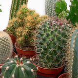 Cactus Set van 6 in Keramische Mini Potjes San Juan -↑ 8–12 cm