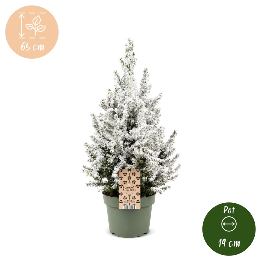 Kegelspar kerstboom besneeuwd – Pot Ø19 cm · 65 cm hoog (foto 5)