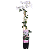 Clematis armandii Apple Blossom - Groenblijvende Clematis Lichtroze - Ø15cm - ↕65cm