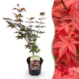 Green boutiQ - Terrasplant - Japanse Esdoorn - Acer palmatum Atropurpureum - Paars - 1 Plant - Bladverliezend - Pot 19cm Hoogte 70cm
