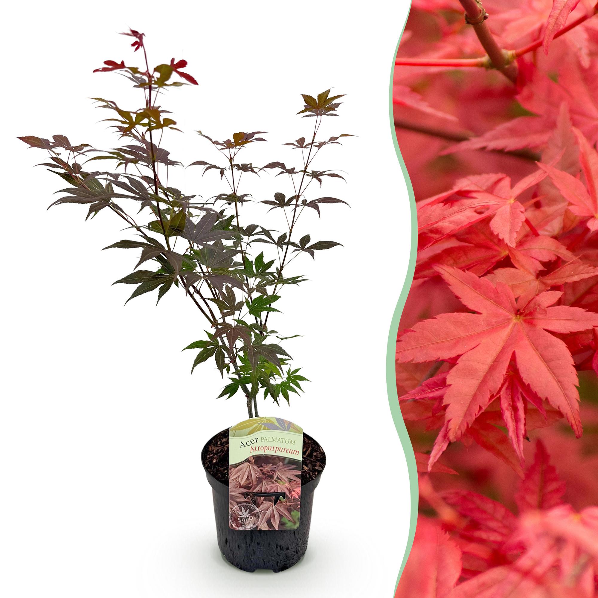 Green boutiQ - Terrasplant - Japanse Esdoorn - Acer palmatum Atropurpureum - Paars - 1 Plant - Bladverliezend - Pot 19cm Hoogte 70cm