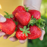 Green boutiQ - Fruitplanten - Aardbei - Fragaria Maxim - Winterhard - 3 Planten - Pot 9 cm - Rode Aardbei