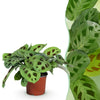 Green boutiQ - Kamerplant - Maranta Fascinator Kerchoveana - Zebraplant - Huisdiervriendelijke Plant - Groen - 1 Plant - Pot 12cm - Hoogte 25cm