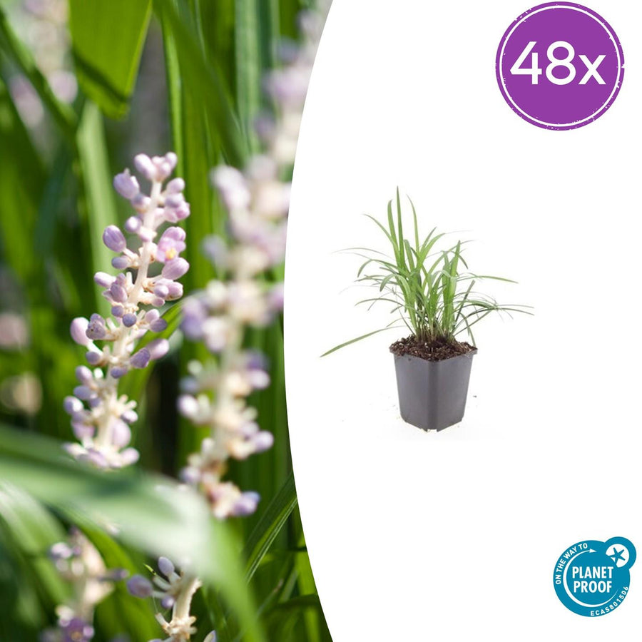 Liriope muscari 'Monroe White' – 48 planten · pot Ø9 cm · 10-25 cm hoog
