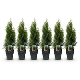 Green boutiQ - Haagplanten - Thuja occidentalis Smaragd - blad groen - 6 planten - 1 strekkende meter - groenblijvend - pot 17cm hoogte 60cm