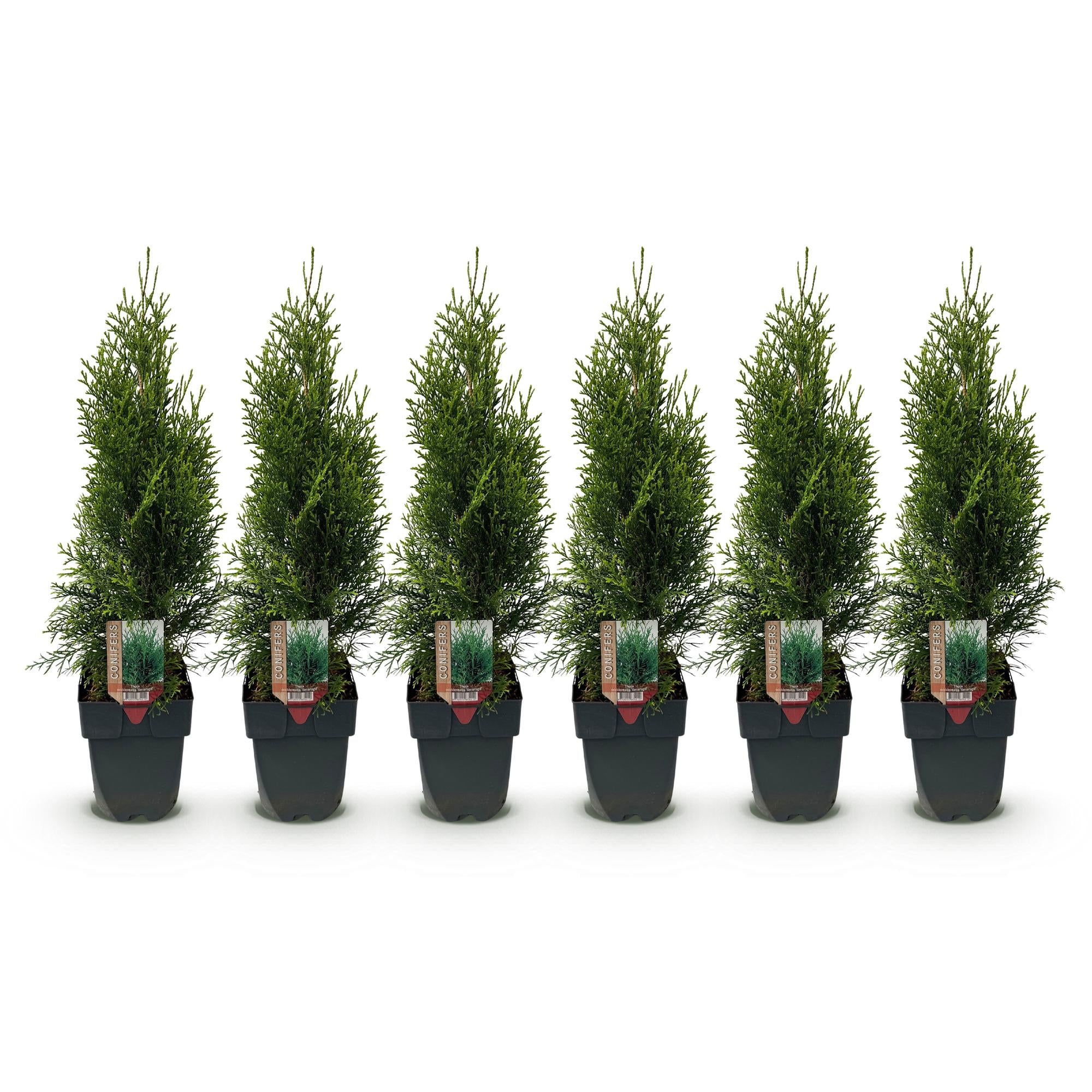Green boutiQ - Haagplanten - Thuja occidentalis Smaragd - blad groen - 6 planten - 1 strekkende meter - groenblijvend - pot 17cm hoogte 60cm