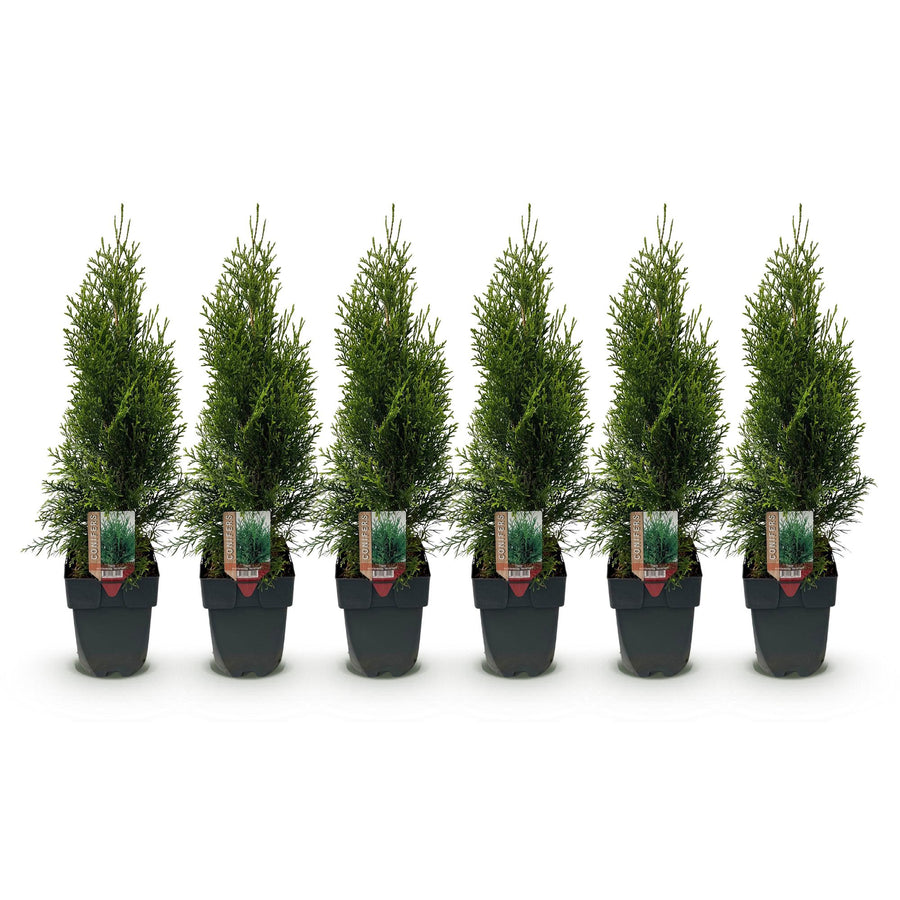 Thuja occidentalis Smaragd — Levensboomhaag, 6 planten (1 strekkende meter), 60 cm