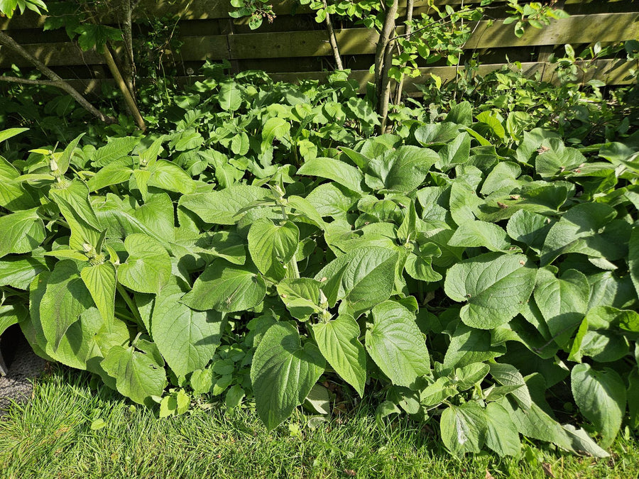 Phlomis russeliana – 60 planten · pot Ø9 cm · 10-25 cm hoog (foto 5)