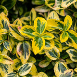 Green boutiQ - Plant op Stam - Euonymus fortunei Emerald n Gold - Terras Plant - Bladhoudend - Winterhard - Groen-Geel Blad - Pot 19cm Hoogte 90cm