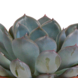 Echeveria mix 8.5 cm - 3x - in terracotta pot