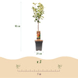 Green boutiQ - Fruitboom - Malus domestica Jonagold - Appelboom - Winterhard - Geel-Groene Appel - 1 Plant - Pot 21cm - Hoogte 90cm