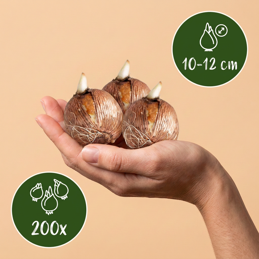 Bollenmix schaduwtuin — 200 stuks (bolmaat 10/12)