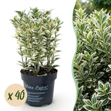 Green boutiQ - 40x Euonymus japonicus White Spire - Kardinaalsmuts - Haagplanten - Groenblijvend - Wit - Groen - Pot 9cm - Hoogte 20-30cm