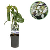 Green boutiQ - Klimplant - Clematis armandii - Bloem Wit - Groenblijvend - Weinig onderhoud - 1 plant Pot 11cm Hoogte 40cm