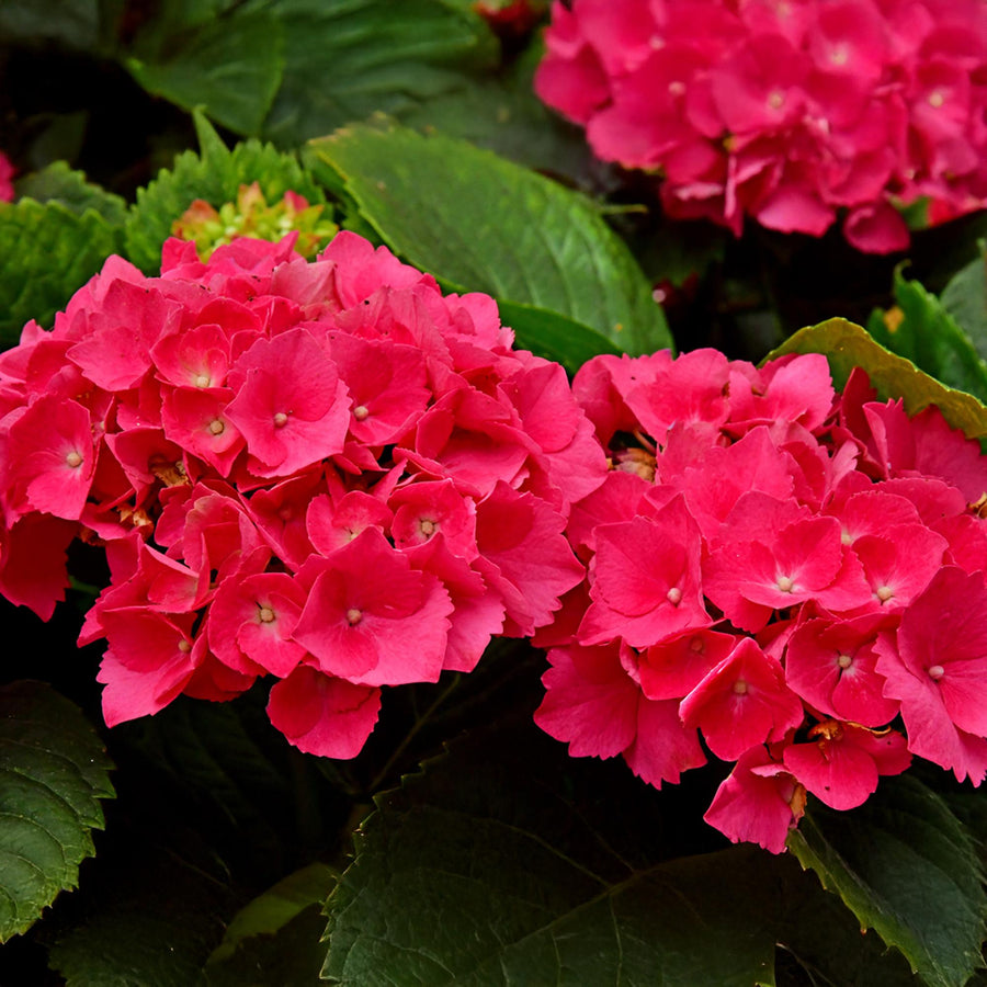 Hydrangea macrophylla Red – 30 cm hoog (foto 5)