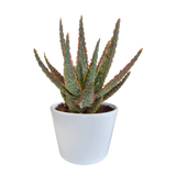 Aloë zebrina Dannyz 10,5cm - in witte pot