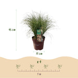 Green boutiQ - Siergrassen - Carex comans Frosted Curls - Groen - 4 Planten - Bladhoudend - Weinig Onderhoud - Pot 17cm Hoogte 50cm