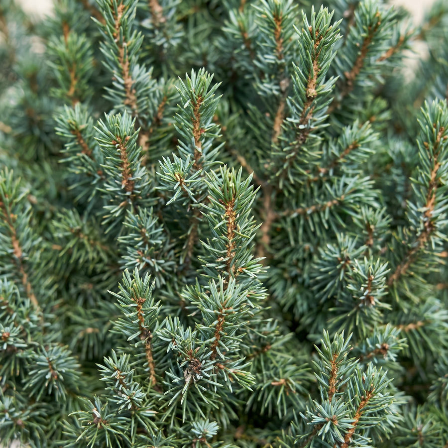 Set van 2 – Pot Ø23 cm · 60 cm hoog · Blauwe kegelspar kerstboom (foto 4)