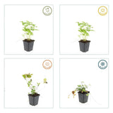 24x Fragaria vesca - ↕10-25cm - Ø9cm