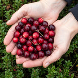 Green boutiQ - Fruitplant - Vaccinium mac. Early Black - Cranberry - Winterhard - Blauwe Bes - 2 Planten - Pot 15cm - Hoogte 50cm